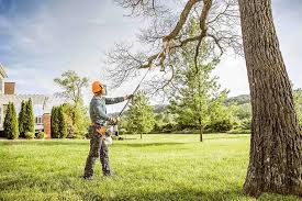 Best Leaf Removal  in Los Alamos, NM
