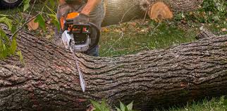 Best Tree Risk Assessment  in Los Alamos, NM