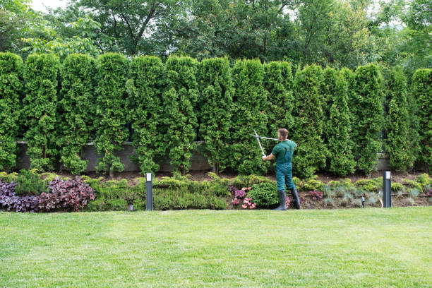 Best Arborist Consultation Services  in Los Alamos, NM