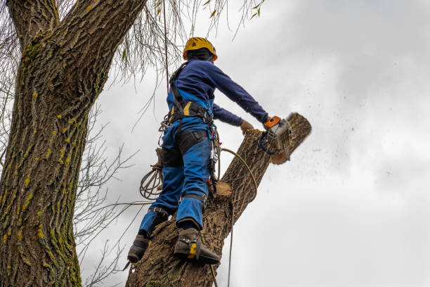 Best Root Management and Removal  in Los Alamos, NM
