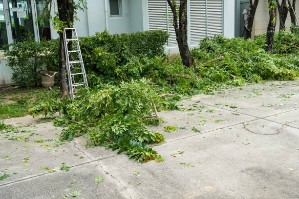 Best Hedge Trimming  in Los Alamos, NM