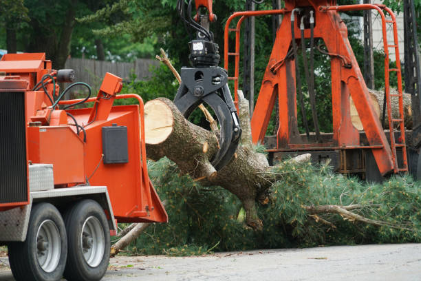 Best Tree Health Inspection  in Los Alamos, NM
