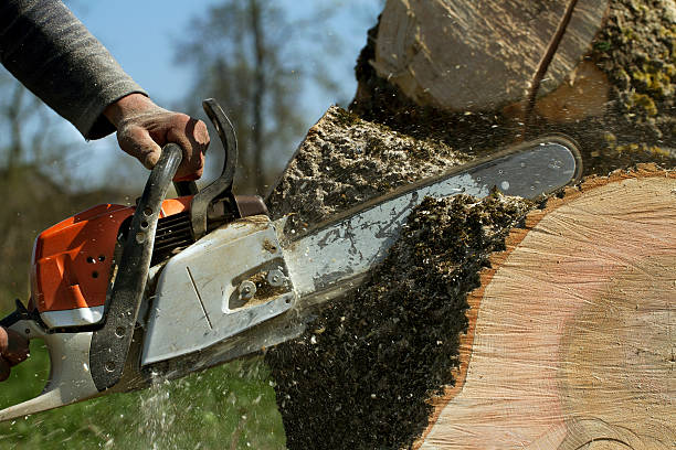 Best Lawn Grading and Leveling  in Los Alamos, NM